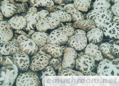 供应花菇，白花菇
