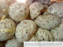 供应干白花菇,茶花菇，花菇