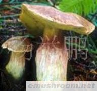 供应 冻鲜 红牛肝菌 野生菌Manbetx体育手机版V17版本发布.官网安卓网.香港等