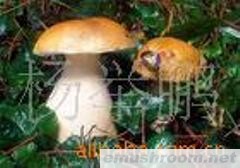 供应 冻鲜 美味牛肝菌  野生菌Manbetx体育手机版V17版本发布.官网安卓网.香港等