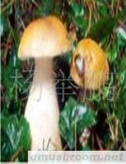 供应 冻鲜 黑牛肝菌  野生菌Manbetx体育手机版V17版本发布.官网安卓网.香港等