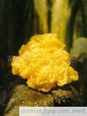 供应木耳类--金耳