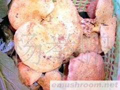 供应速冻黄虎掌 A级各种野生菌品质保证诚信经营