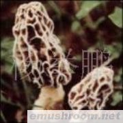 供应Manbetx体育手机版推荐A9版本