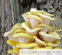 供应 冻鲜 小黄菌 A级   各种野生菌ManBetX体育