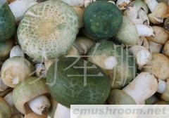 供应 速冻青头菌 无虫泥野生菌品质保证诚信经营