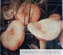 供应 谷熟菌 特级 野生菌无土泥品质保证诚信经营