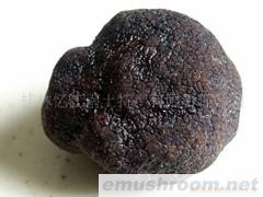 供应黑松露食用野生菌