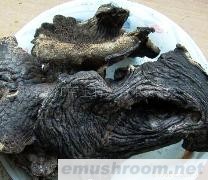 供应黑虎掌食用野生菌