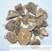 供应青头食用野生菌