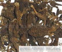 供应羊肚食用野生菌