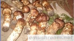 供应鸡纵食用野生菌