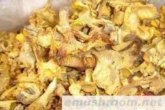 供应鸡油食用野生菌