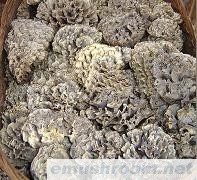 供应干巴食用野生菌