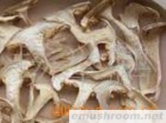 批发供应松茸，野生菌(牛肝菌等)