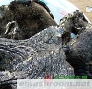 供应野生菌干品