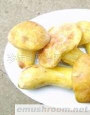 批发供应速冻野生菌 速冻松茸