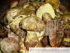 供应白牛肝菌干片,各种野生菌