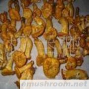 供应鸡油菌 干片 C级,各种野生菌