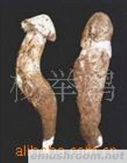 供应鸡枞 干片 A级,各种野生菌