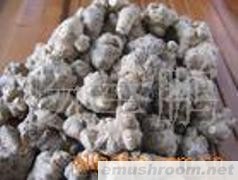 供应三七 干片 B级,各种野生菌