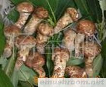 供应冻鲜 松茸 B级 野生菌（牛肝菌等）