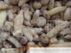 供应冻鲜 松茸 A级 野生菌Manbetx体育手机版推荐A9版本（牛肝菌等）