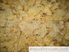 供应银耳，伟成(图)