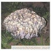 供应速冻干巴菌 B级各种野生菌无虫泥品质保证诚信经