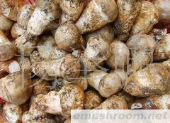 供应速冻 老人头 B级野生菌无虫泥品质保证诚信经营