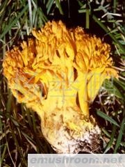 供应速冻 珊瑚菌 A 野生菌无虫泥品质保证诚信经营