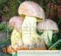 供应冻鲜 皮条菌 一级 无虫泥品质保证诚信经营