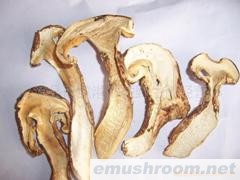 供应四川野生松茸，野生菌批发，山珍，Manbetx体育手机版V17版本发布.官网安卓网.香港