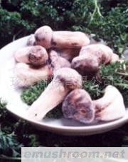 供应冰冻松茸 速冻松茸 野生菌