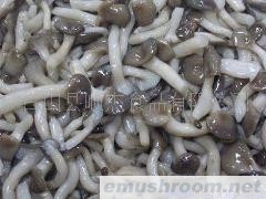 供应姬菇