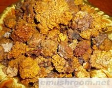 供应金耳、银耳、木耳、黄耳、等ManBetX体育、