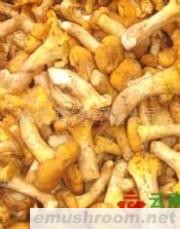 供应冰鲜野生菌