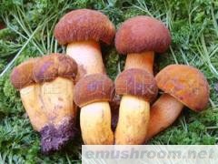 批发供应新鲜牛肝菌