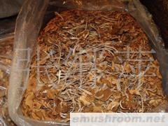 供应古田优质茶树菇