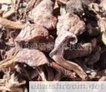 供应姬菇菌