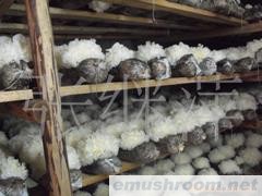 供应优质银耳