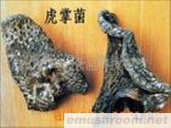 供应黑虎掌菌