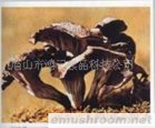 供应喇叭菌