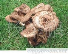 供应速冻 黑虎掌 B级无虫泥品质保证诚信经营