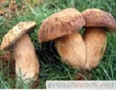 供应批发野生菌