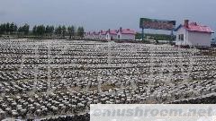 供应东北 压缩黑木耳