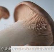 供应野生菌Manbetx体育手机版推荐A9版本