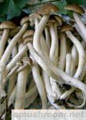 供应野生菌Manbetx体育手机版V17版本发布.官网安卓网.香港