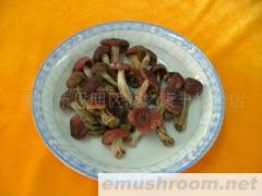 供应野生红菇