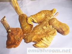 供应野生黄鸡棕菌，野生菌，ManBetX体育，冰冻，盐渍，姬松茸鲜品